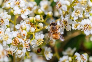 蜜蜂采蜜于白色花丛间