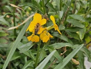 黄色小花间停驻的蜜蜂