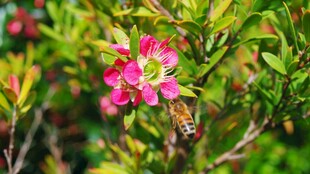 粉色花朵上的蜜蜂