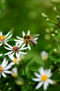 蜜蜂于小白花上忙碌