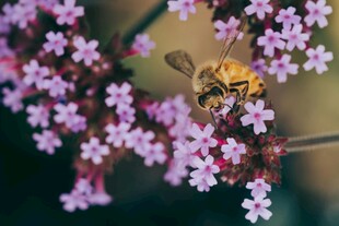 蜜蜂采蜜于烂漫紫花间