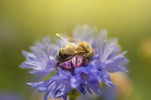 蜜蜂停留在蓝色花朵上