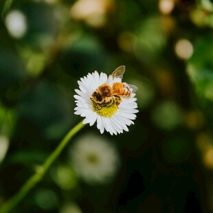 蜜蜂停留在白色小花上
