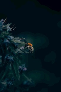 深海中的神秘发光生物