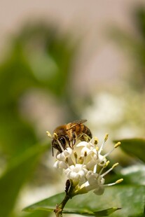 蜜蜂采蜜于白色花朵间