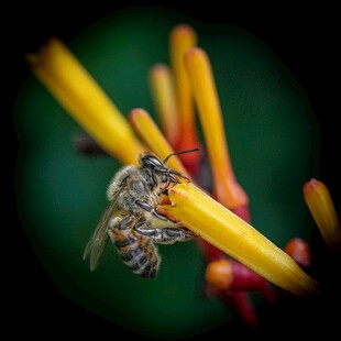 蜜蜂停驻鲜艳花枝间