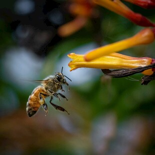 蜜蜂花间采蜜瞬间