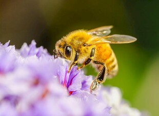 蜜蜂采蜜于紫色花朵间