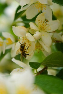 蜜蜂采蜜于洁白花朵间