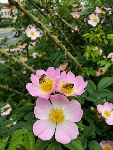 粉色蔷薇花绽放