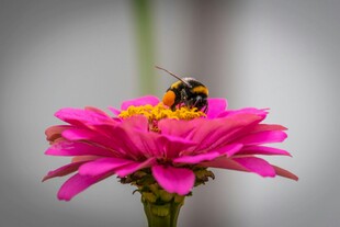 蜜蜂采蜜于娇艳粉花