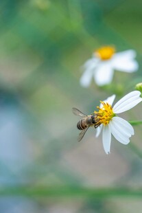 蜜蜂采蜜于小白菊间