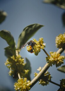 蜜蜂采蜜于黄色花朵间