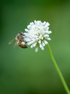 蜜蜂停留在白色小花上