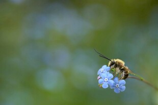 蜜蜂停驻蓝花上