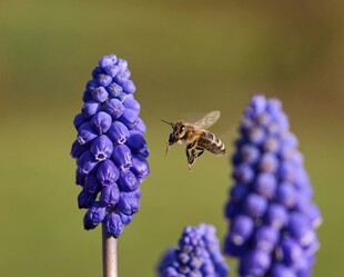 蜜蜂飞舞于紫色风信子间