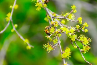 蜜蜂采蜜于嫩绿花枝间