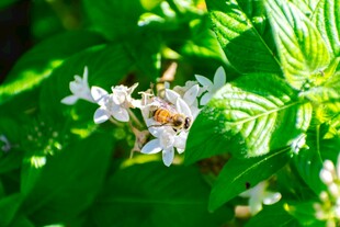 蜜蜂于绿叶白花间采蜜