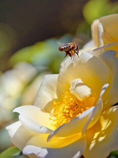 蜜蜂采蜜于娇艳黄玫瑰