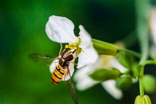 蜜蜂花间采蜜瞬间