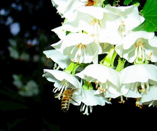 蜜蜂采蜜于白色花朵间