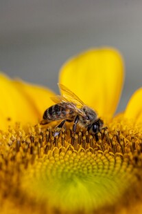 蜜蜂采蜜于黄色向日葵上