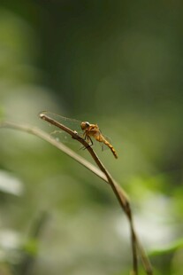 栖息于草茎上的橙红色蜻蜓