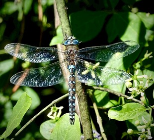 栖息于枝的美丽蜻蜓