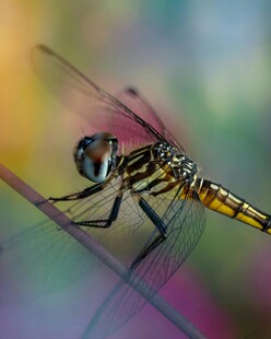 彩翼蜻蜓栖息瞬间