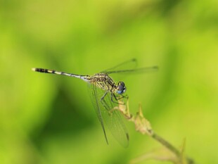 蓝蜻蜓停于植物上