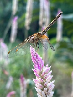 蜻蜓停驻于粉紫色花朵