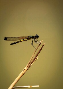 停在细枝上的精致小蜻蜓