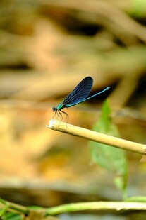 蓝黑蜻蜓立于细枝