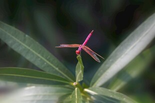 粉色小花绽放绿叶间