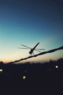 黄昏下电线上的蜻蜓