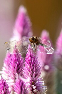 蜻蜓停驻于紫色花朵上