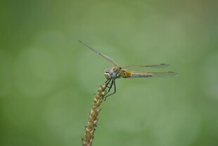 停在枝上的美丽蜻蜓