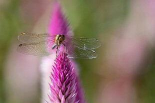 蜻蜓停驻在紫色花朵上
