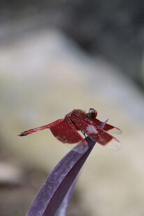 红蜻蜓停驻叶片上