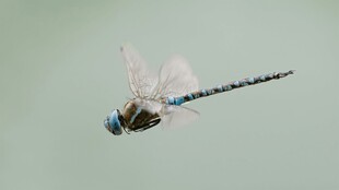 蓝蜻蜓展翅空中飞舞