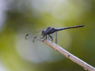 黑蜻蜓栖息于细枝上