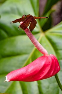 红掌花上的蜻蜓