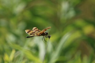 空中飞舞的斑斓蜻蜓