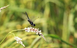 黑蜻蜓停于白色小花上