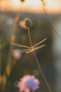 夕阳下的花草特写