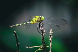绿蜻蜓停于细枝上