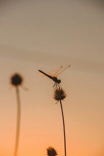 夕阳下的蜻蜓与蒲公英