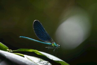 蓝蜻蜓停于绿叶之上