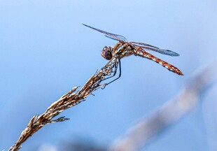 蓝天下停驻的美丽蜻蜓
