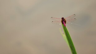 蜻蜓立于绿茎之上